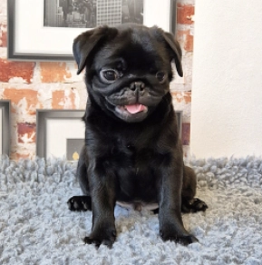 Pug puppy for sale