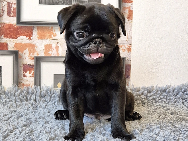 Mops Welpe kaufen