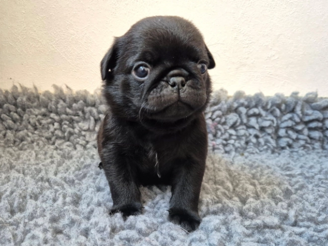 Mops Welpe kaufen
