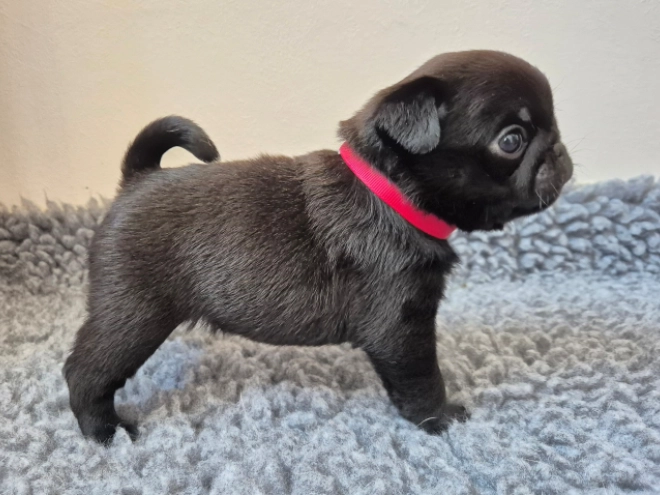 Mops Welpe kaufen