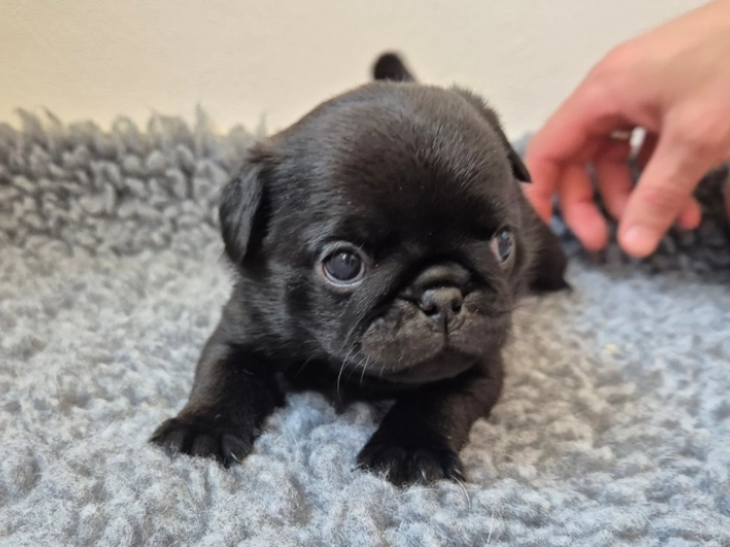 Mops Welpe kaufen