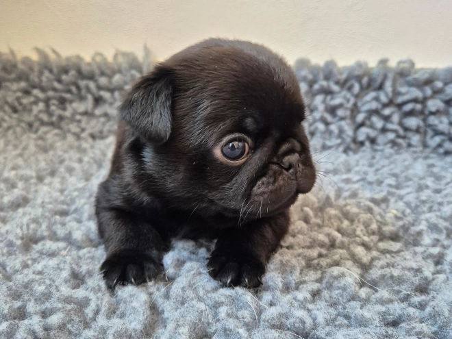 Mops Welpe kaufen