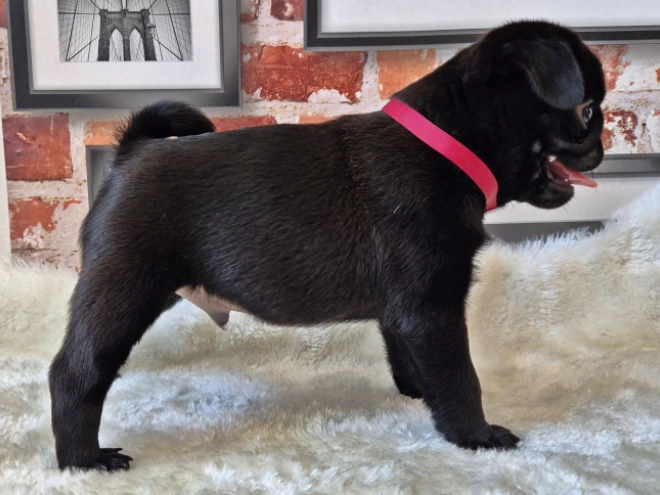Mops Welpe kaufen