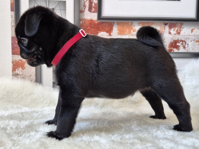 Mops Welpe kaufen