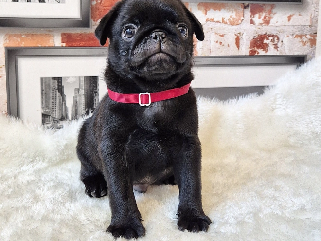 Mops Welpe kaufen