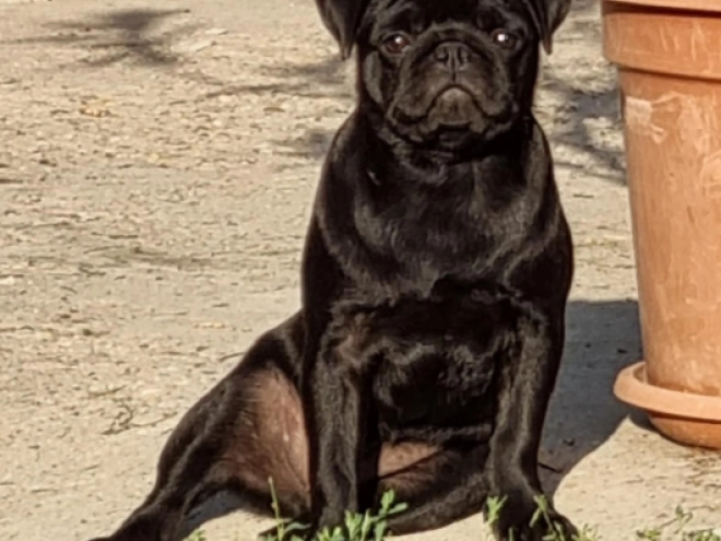 Mops Welpe kaufen