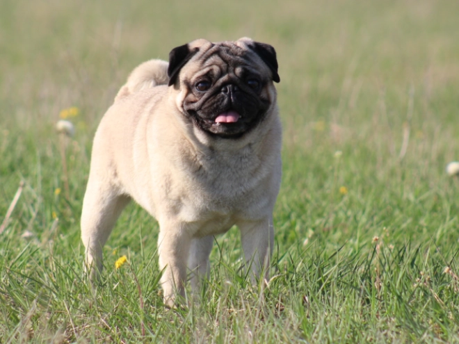 Mops Welpe kaufen