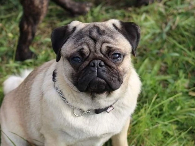Mops Welpe kaufen