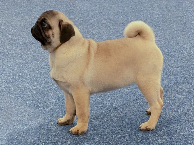 Pug puppy for sale