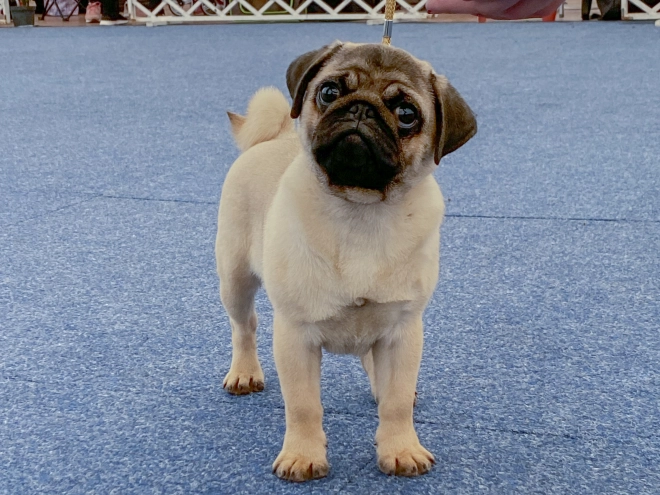 Pug puppy for sale
