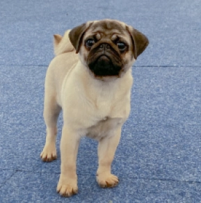 Pug puppy for sale