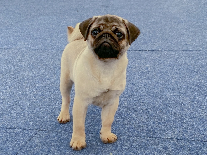 Pug puppy for sale