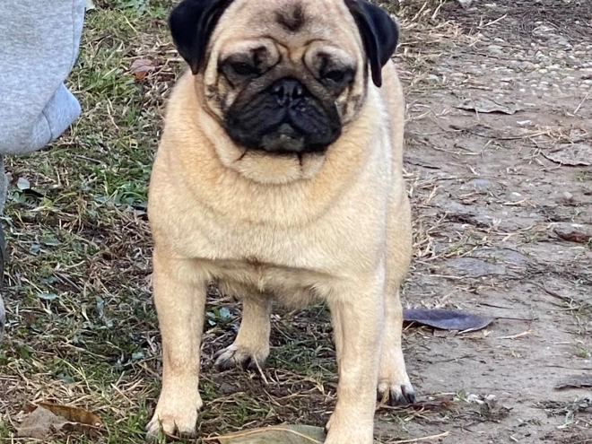 Pug puppy for sale