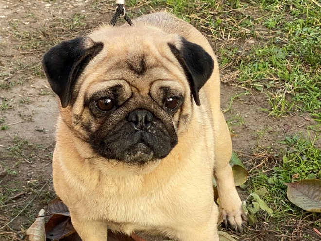 Pug puppy for sale