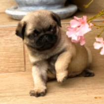 Greg, fawn Pug for sale