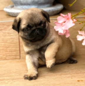 Pug puppy for sale