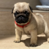 Tootsie, fawn Pug for sale