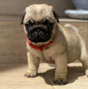 Mops Welpe kaufen