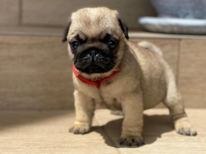 Mops Welpe kaufen