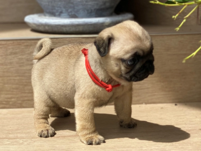 Mops Welpe kaufen