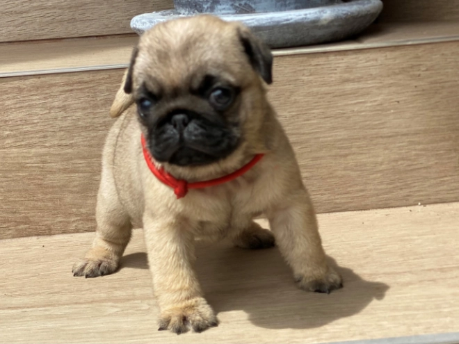 Mops Welpe kaufen