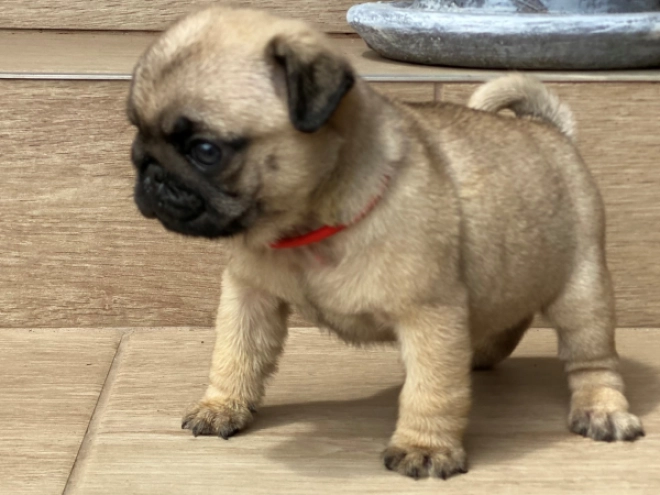 Mops Welpe kaufen