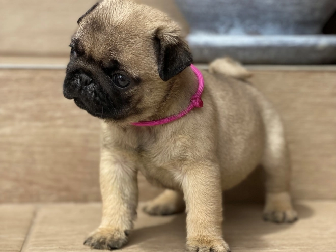 Mops Welpe kaufen