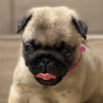 Lovedy, fawn Mops Welpen kaufen