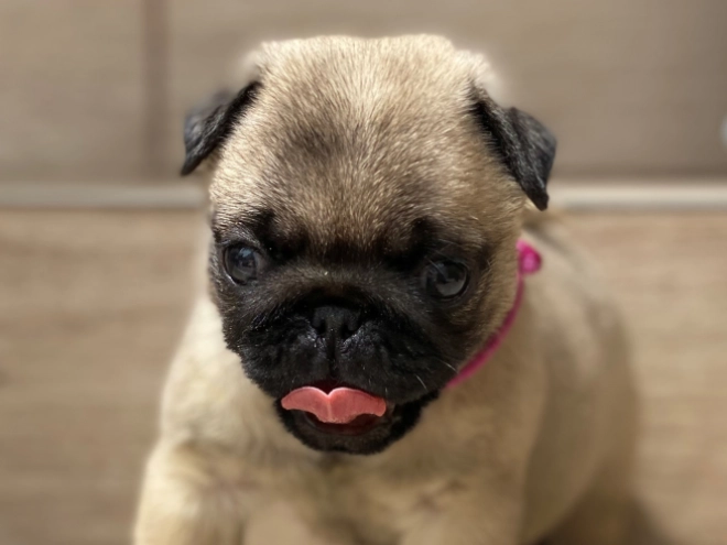 Mops Welpe kaufen