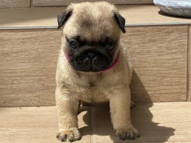 Mops Welpe kaufen