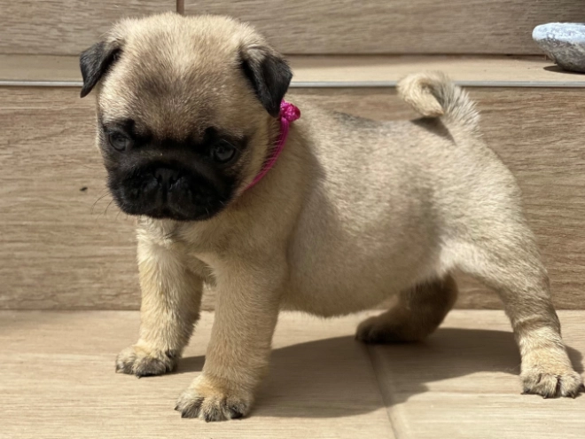 Mops Welpe kaufen