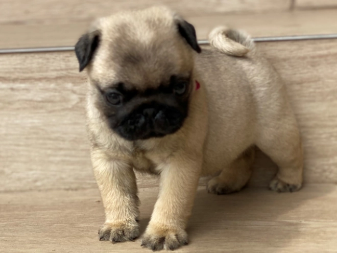 Mops Welpe kaufen