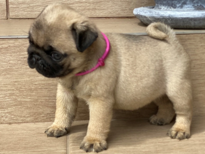 Mops Welpe kaufen
