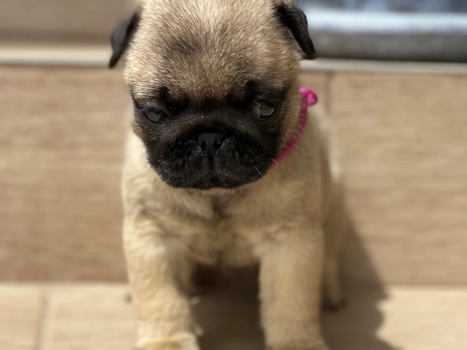 Mops Welpe kaufen