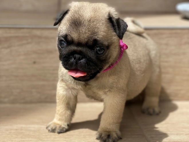 Mops Welpe kaufen