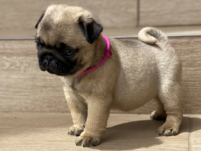 Mops Welpe kaufen