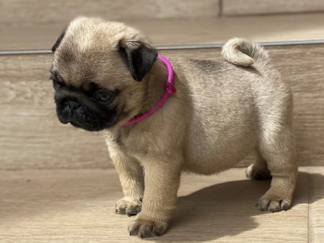 Mops Welpe kaufen
