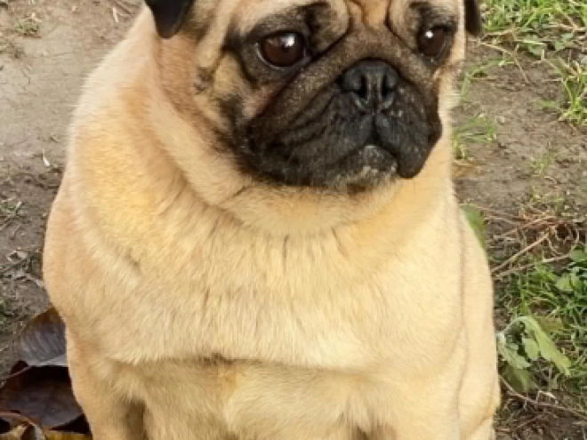 Mops Welpe kaufen