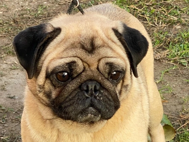 Mops Welpe kaufen