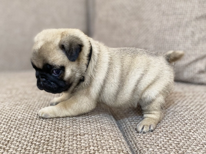 Mops Welpe kaufen