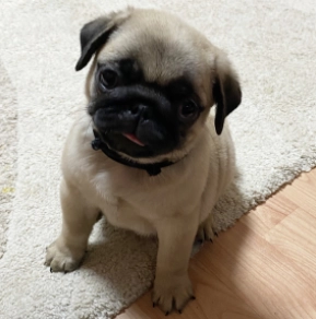 Mops Welpe kaufen