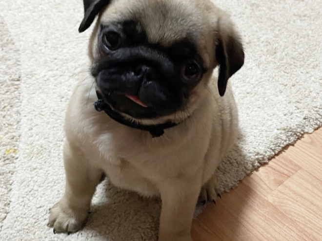 Mops Welpe kaufen