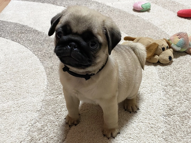 Mops Welpe kaufen