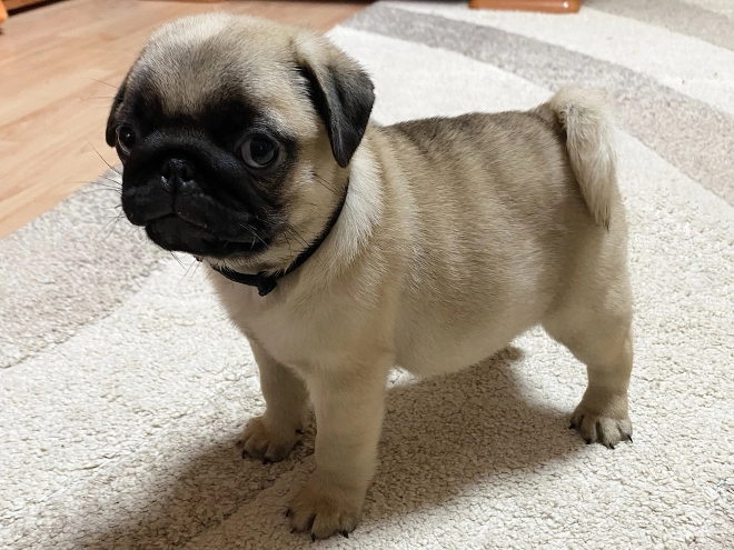 Mops Welpe kaufen