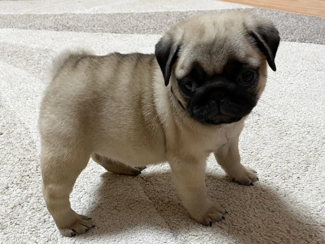 Mops Welpe kaufen