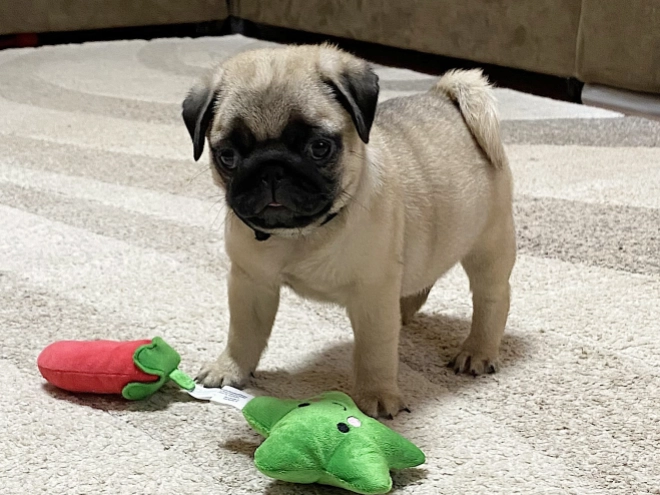 Mops Welpe kaufen