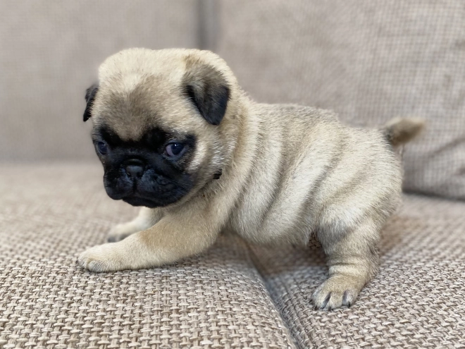 Mops Welpe kaufen