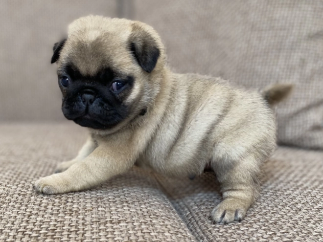 Mops Welpe kaufen