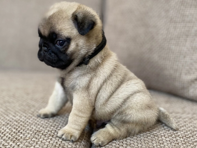 Mops Welpe kaufen