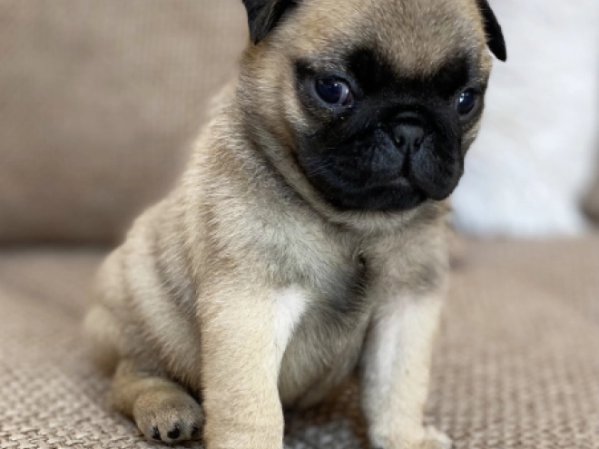 Mops Welpe kaufen